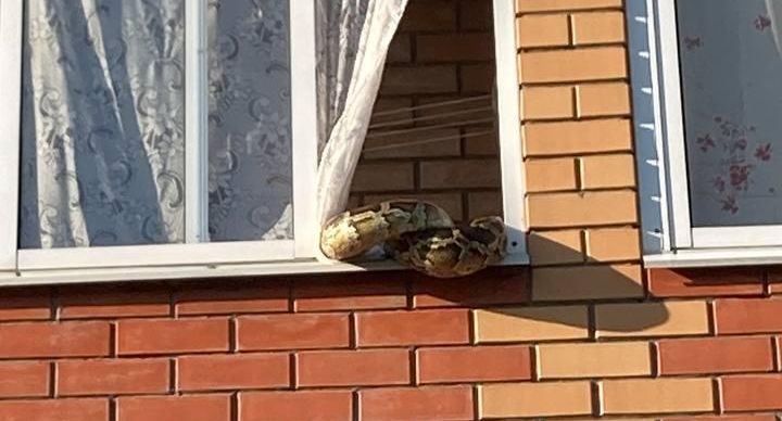 Опасный сосед: большую змею заметили в окне дома в Москве