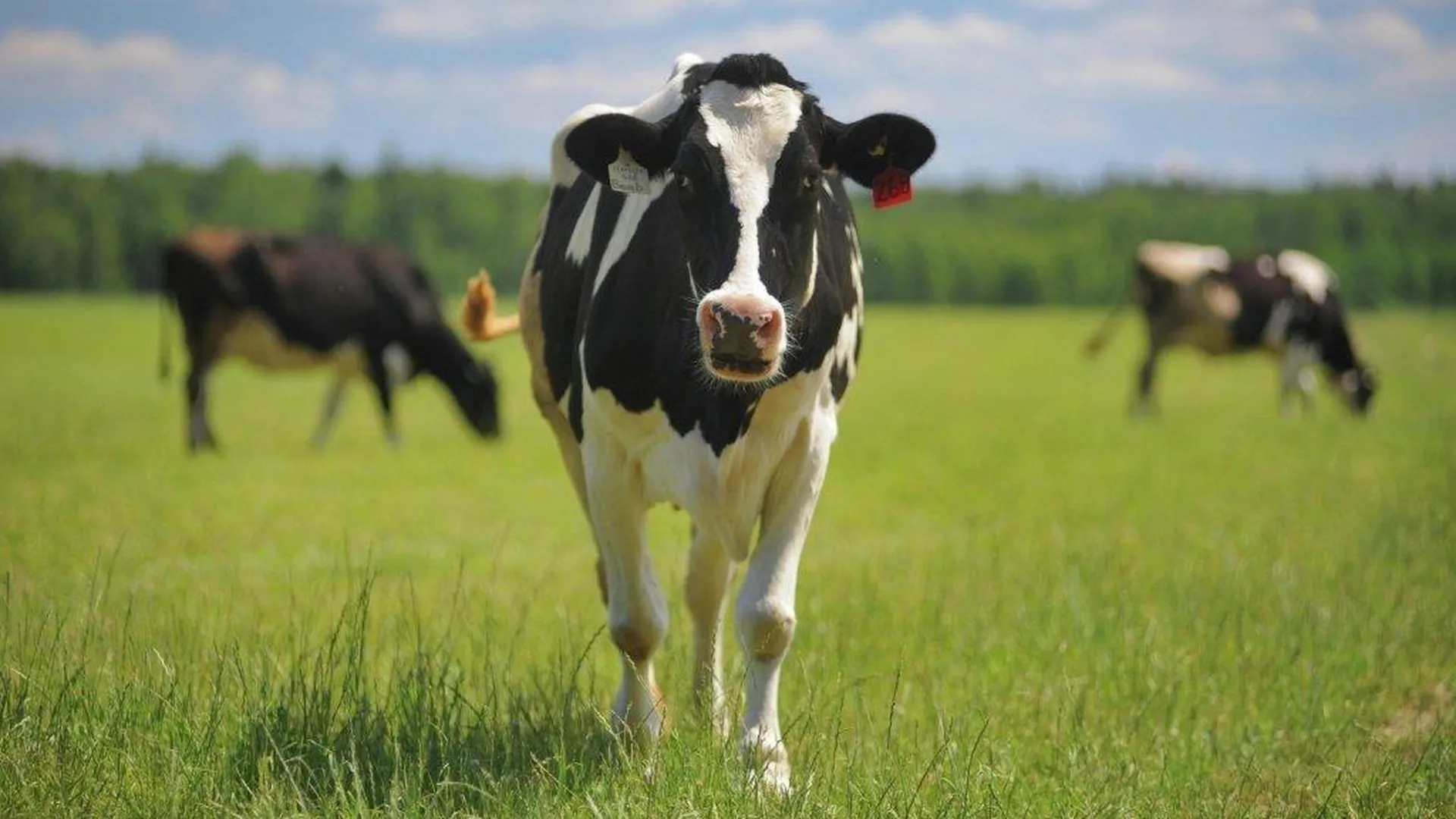 Объем молока от подмосковной коровы превышает средний показатель по РФ почти в 2 раза