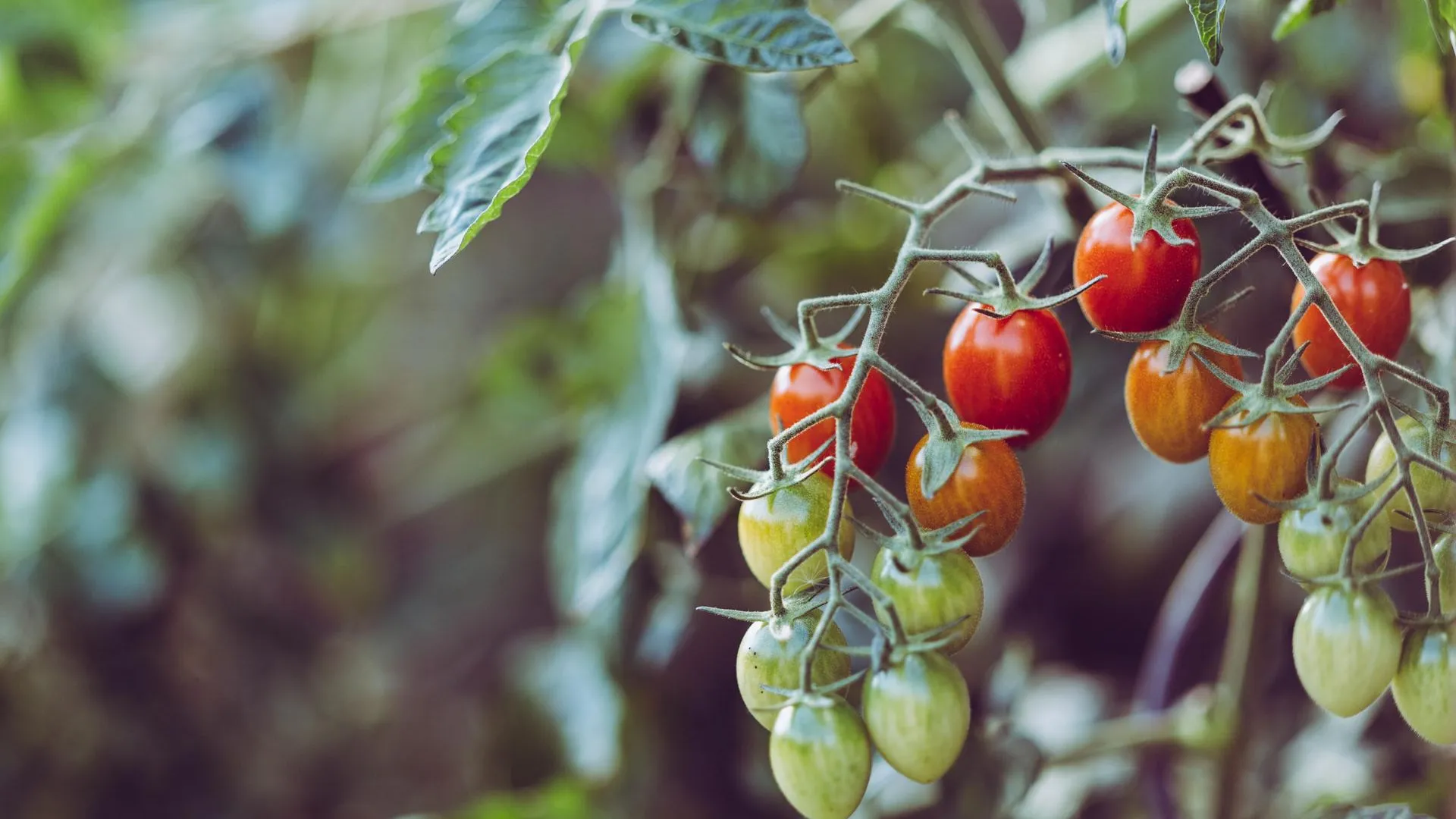 Биолог Краснов рассказал, как правильно подготовить почву для томатов