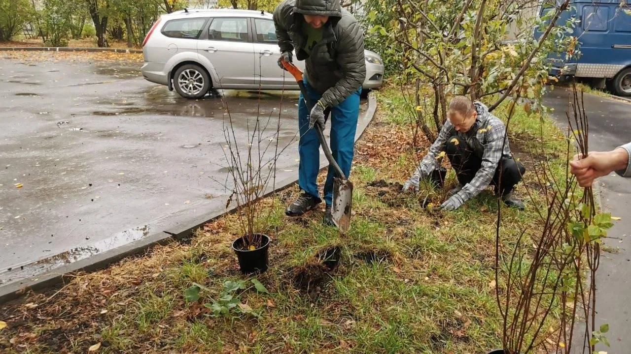 Свыше 200 кустарников высадили в поселках Люберец за неделю