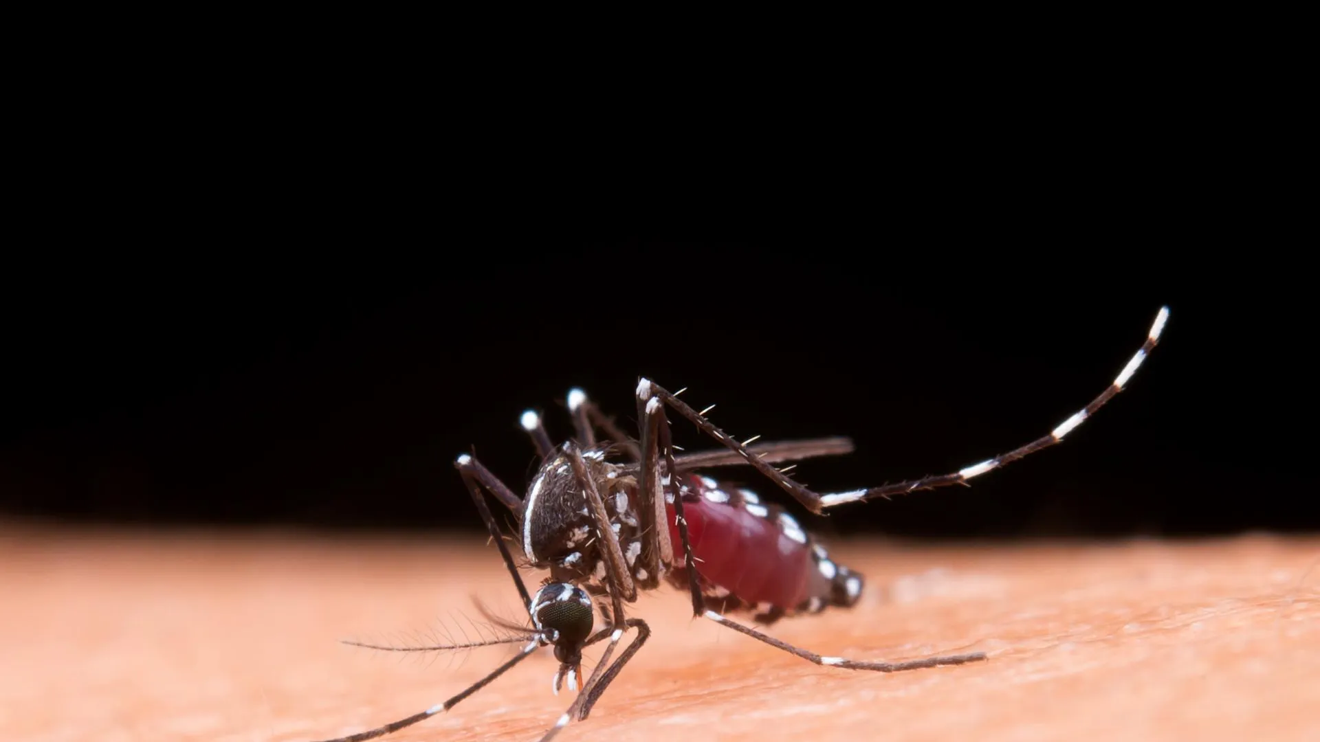 Браслет или ультразвук: названы способы эффективной защиты от комаров