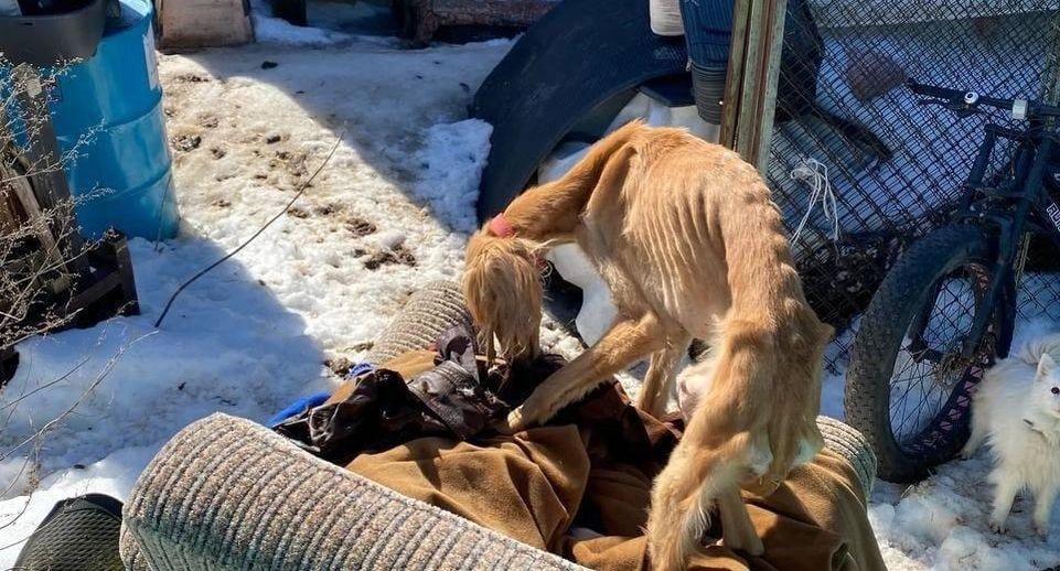 В Кашире зоозащитники пытаются защитить от хозяйки истощенного пса