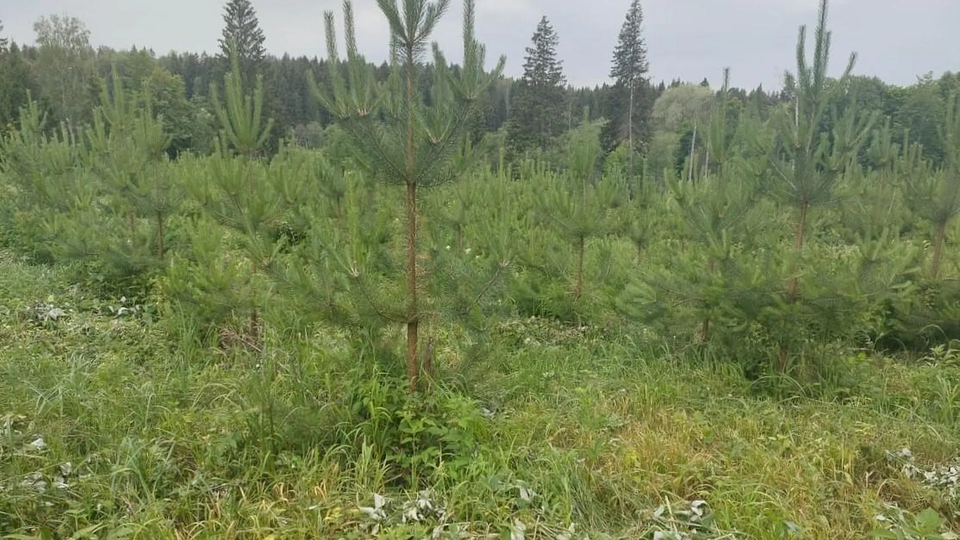 Вблизи поселка Филатово в Истре провели лесоводственный уход за лесными культурами