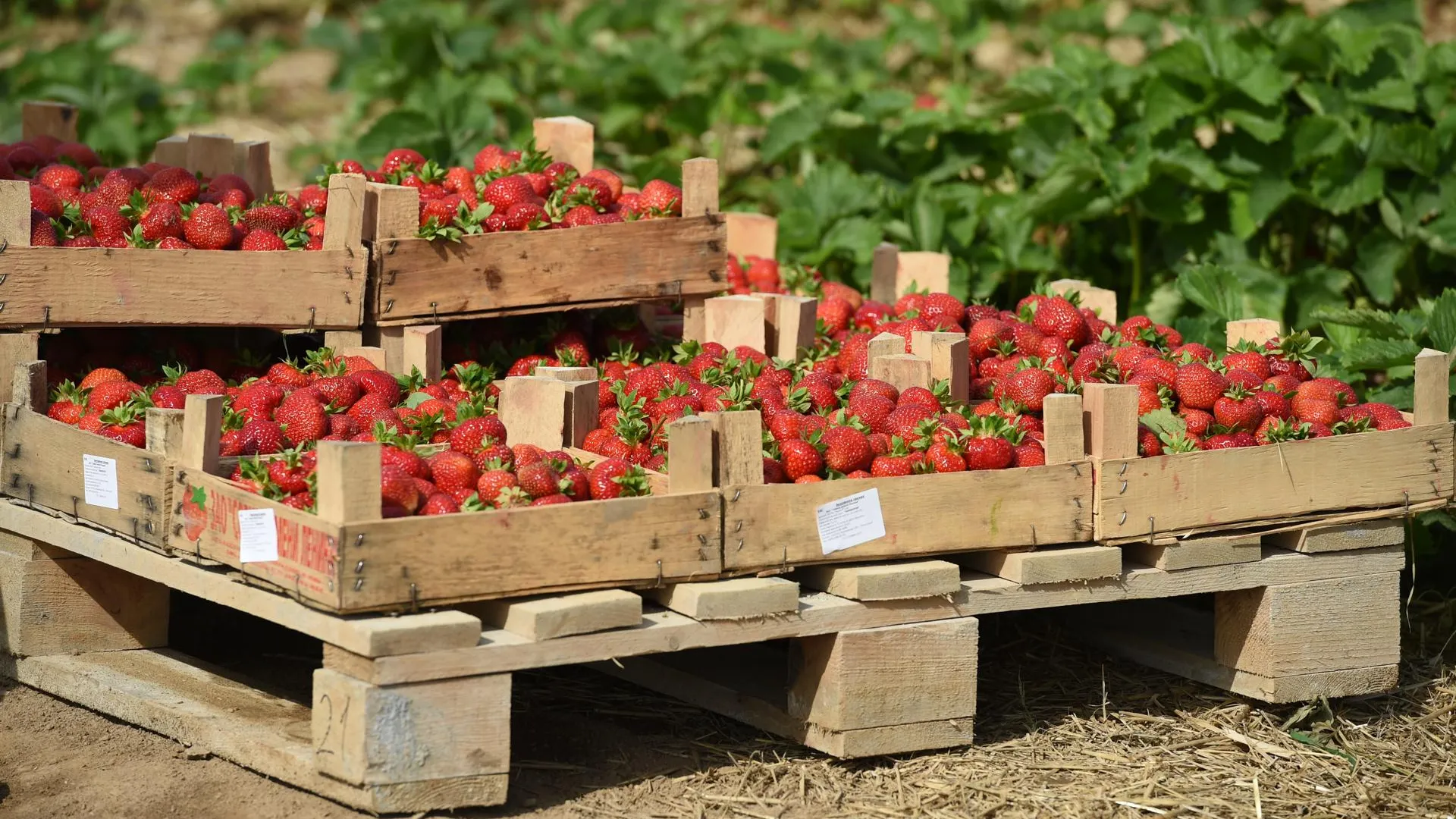 Сбор клубники в совхозе имени ленина. Совхоз имени ленина сбор клубники. Клубника сбор совхоз им ленина. Совхоз имени ленина сбор клубники. Клубника краснодарская в москве.