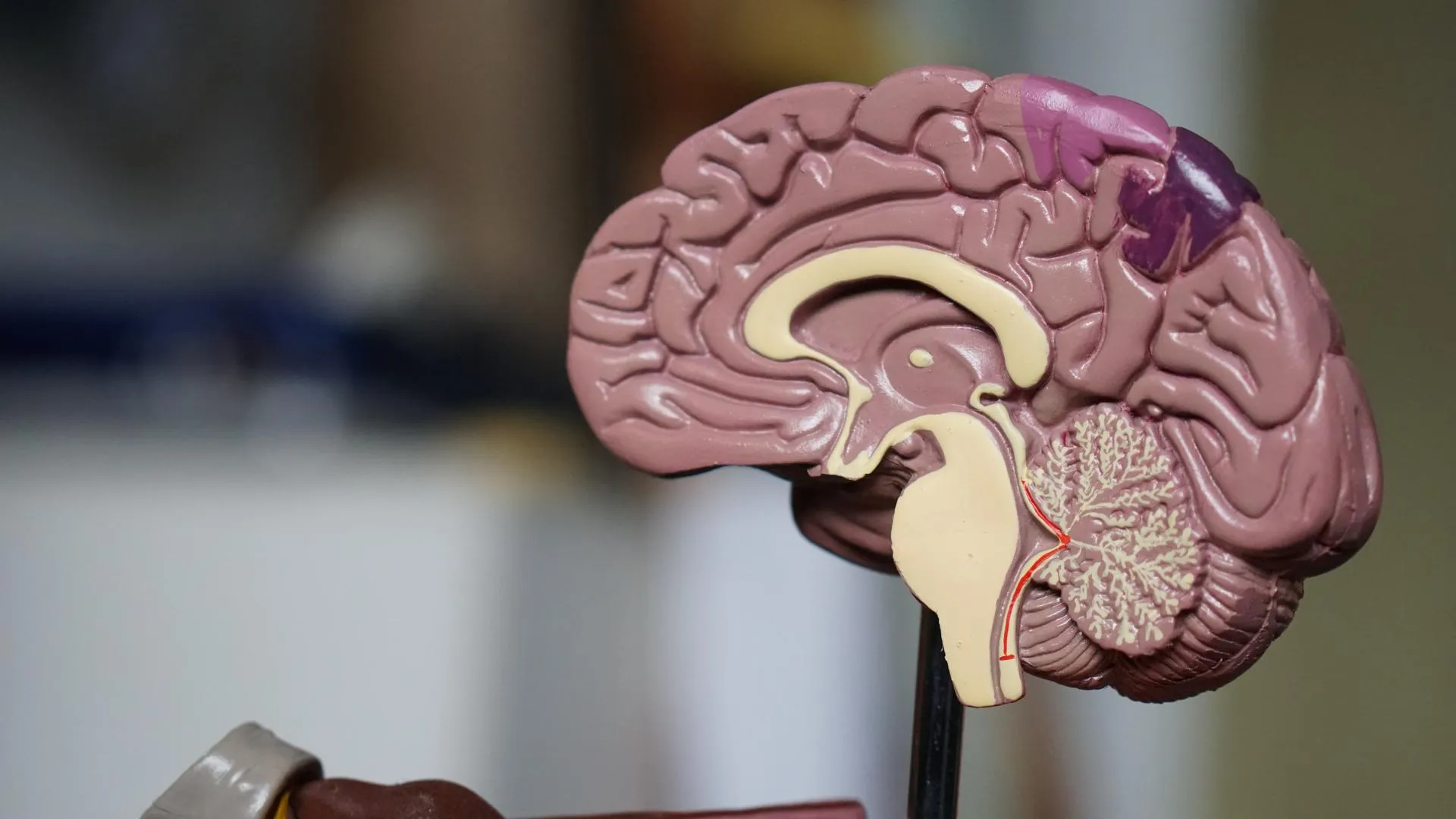 Что вы знаете о человеческом мозге?