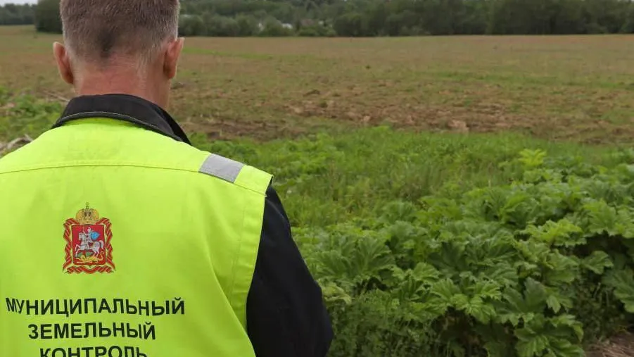 Порядка 12 тыс очагов произрастания борщевика выявили на территории Подмосковья в 2023 г