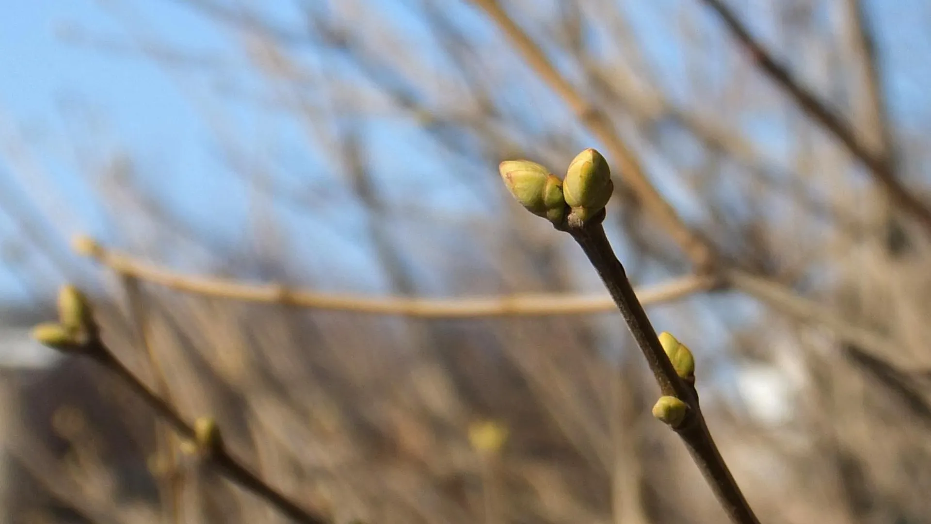 А будет ли апрель. Аномально тёплый апрель. Деревья в апреле. Бесплатные заставки на телефон аномальный апрель тепло. Кораблин наступил теплый апрель.