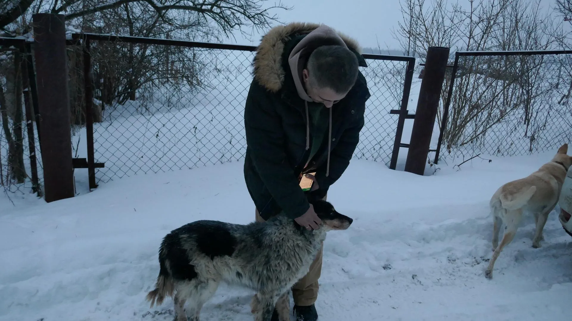 200 кг мяса передали из Подольска в приют для собак «Кай» в Калуге