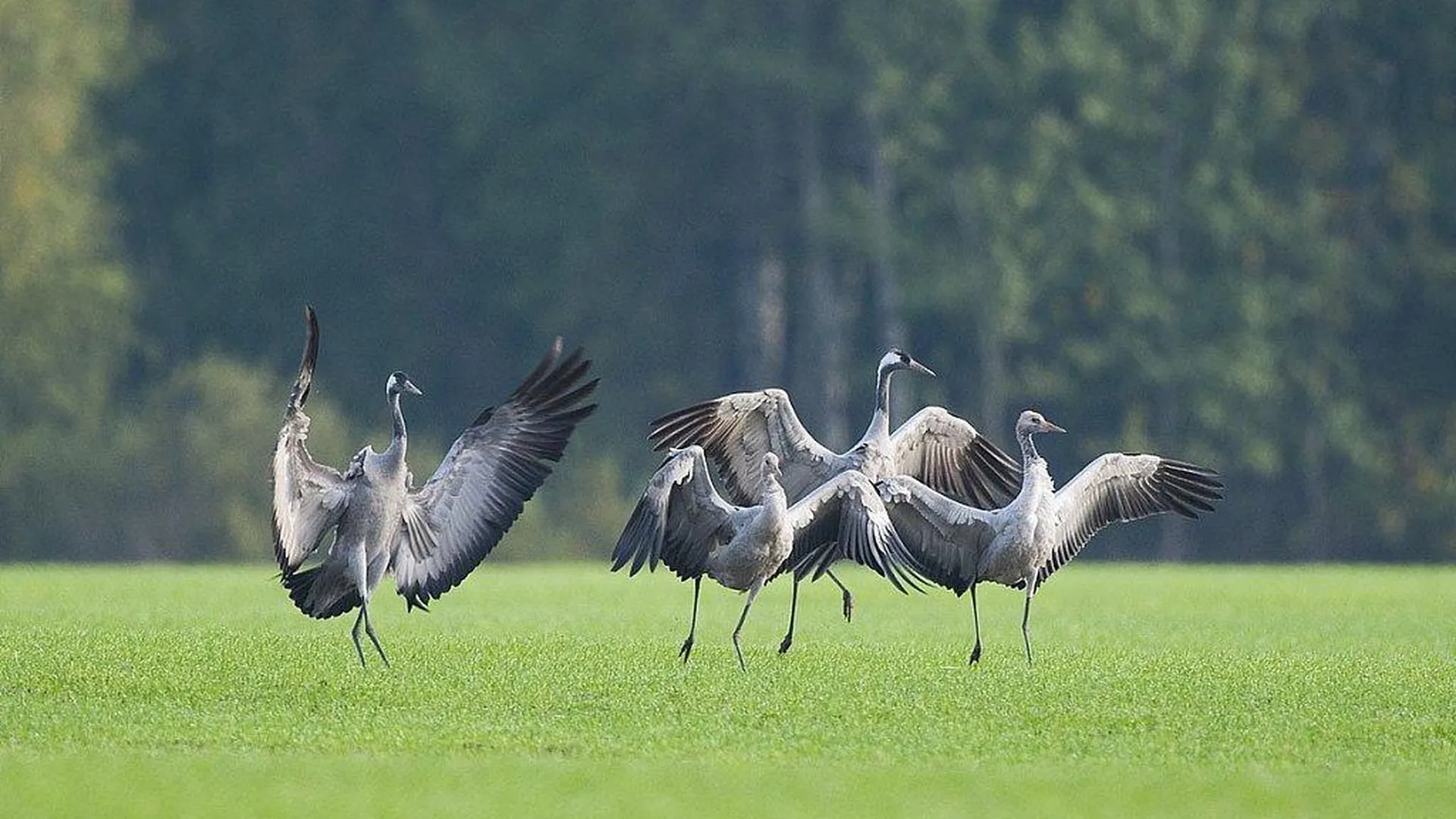Журавлиный заповедник в талдоме. Талдом журавли. Талдом журавли. Хинганский заповедник журавли. Журавлиная роща.