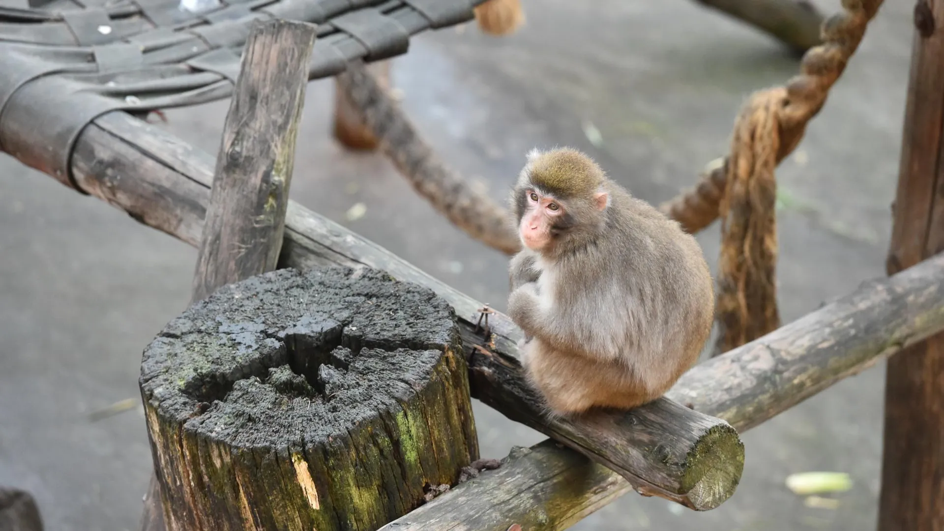 Онищенко рассказал, как можно заболеть оспой обезьян