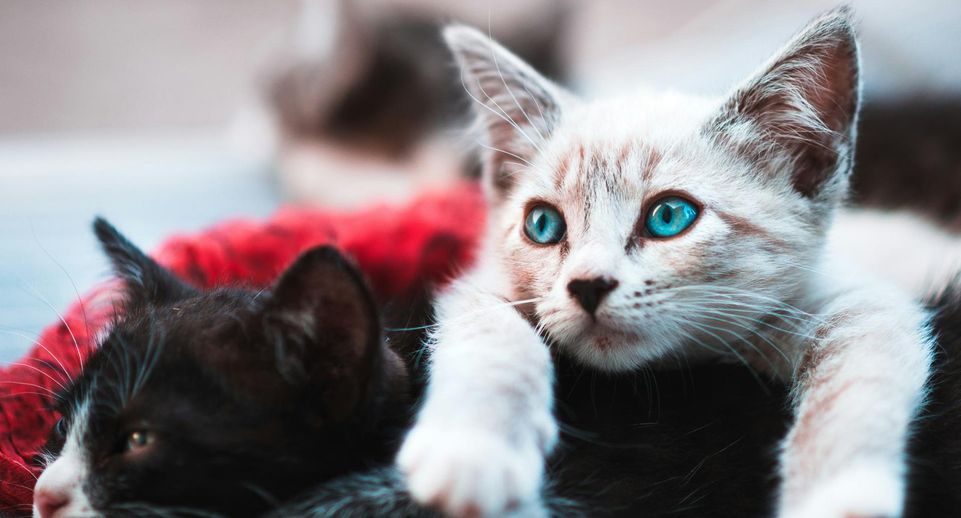 Жители московской многоэтажки подали в суд на соседа, содержащего 30 кошек
