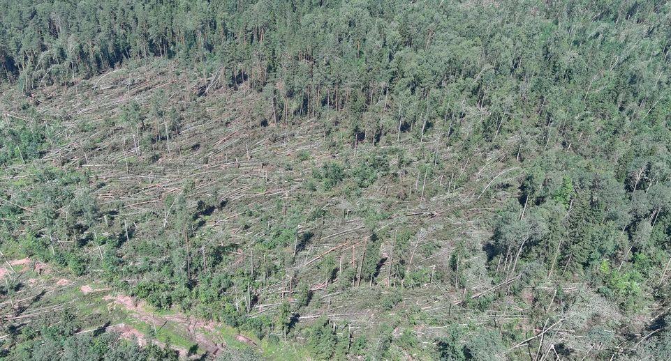 В лесах Подмосковья продолжается устранение последствий урагана «Эдгар»