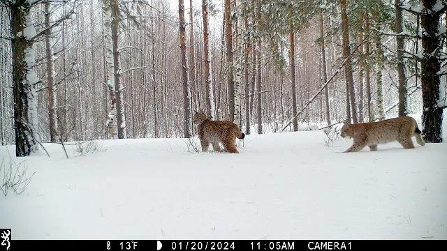 Фотоловушка сняла рысь с тремя детенышами в заповеднике Нижегородской области