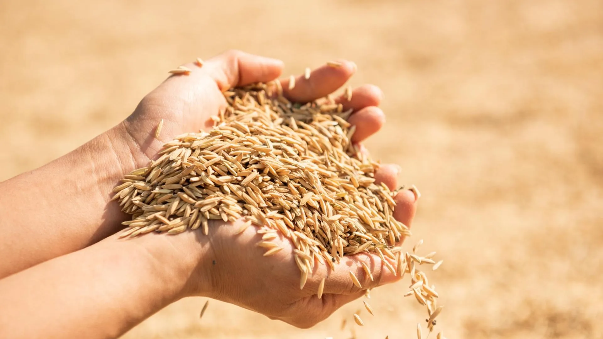 FT: Евросоюз введет пошлины на российское зерно по 95 евро за тонну