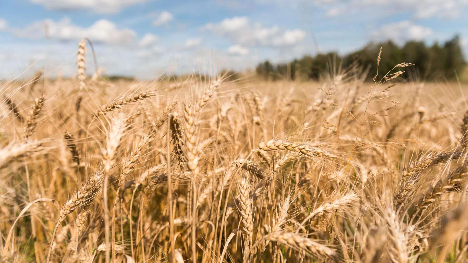 «Хлеба хватит всем»: аграрий дал прогноз по урожаю пшеницы в России