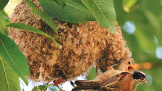 В Подмосковье увеличилась популяция краснокнижной птицы — ремеза