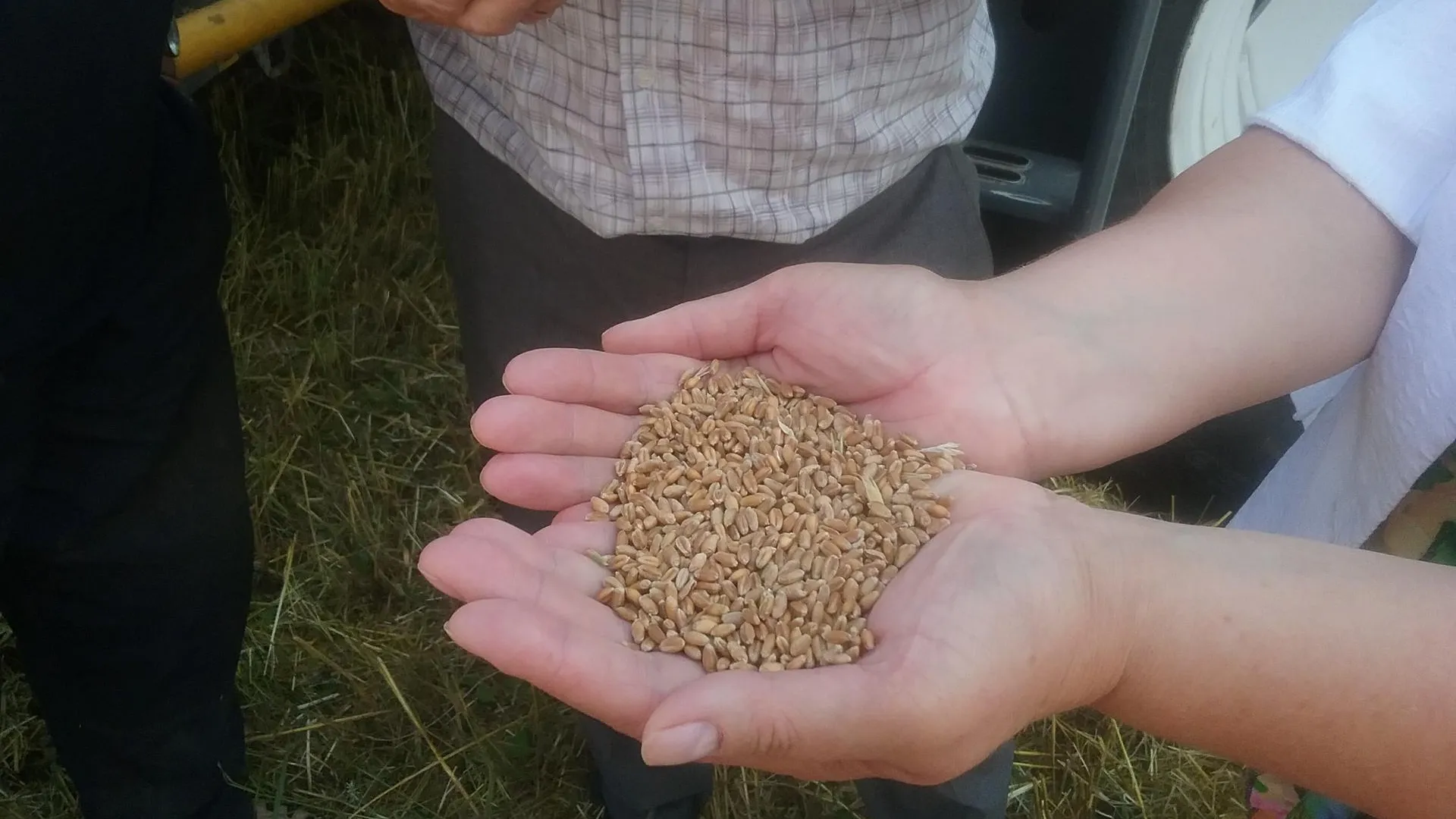 Аграрии Подмосковья намолотили уже свыше 260 тыс тонн зерновых