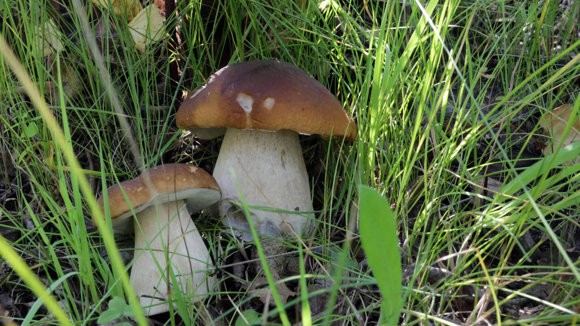 Жители московского региона в год потребляют порядка 50 тыс тонн грибов