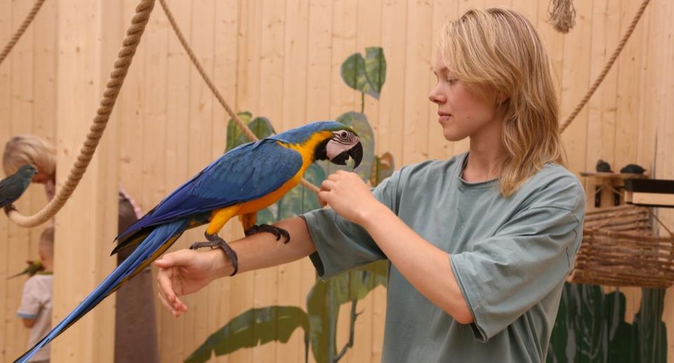 В Доме попугаев в Москве можно пообщаться с экзотическими птицами