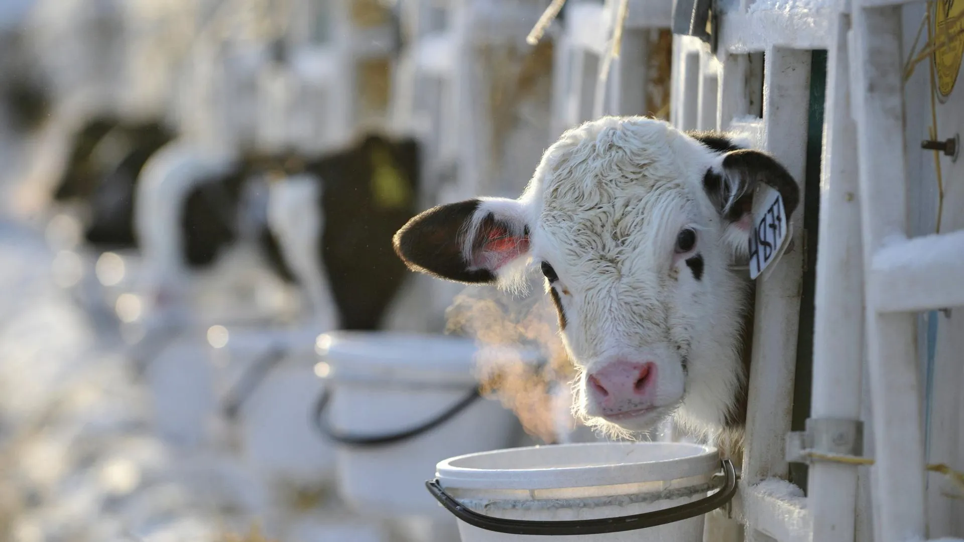 Финансирование молочного животноводства увеличится в 3 раза в 2013 году