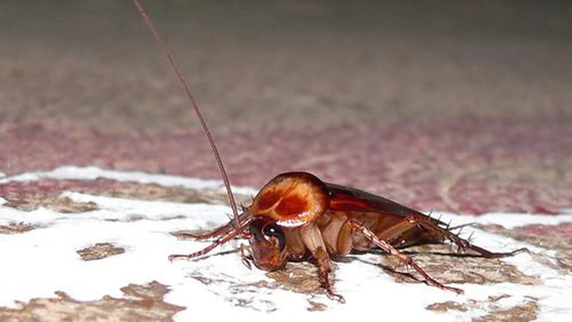 Что делать, если дома завелись тараканы