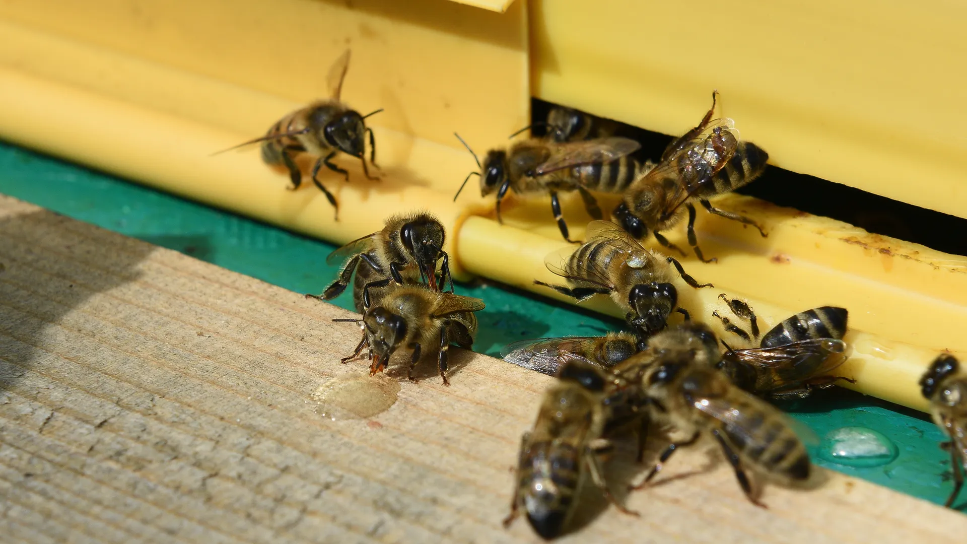 Рой пчел построил улей во внедорожнике в Балашихе
