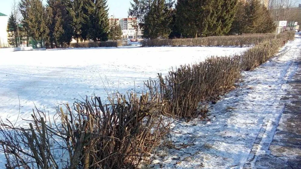 В Истре стартовали масштабные работы по содержанию зеленых насаждений