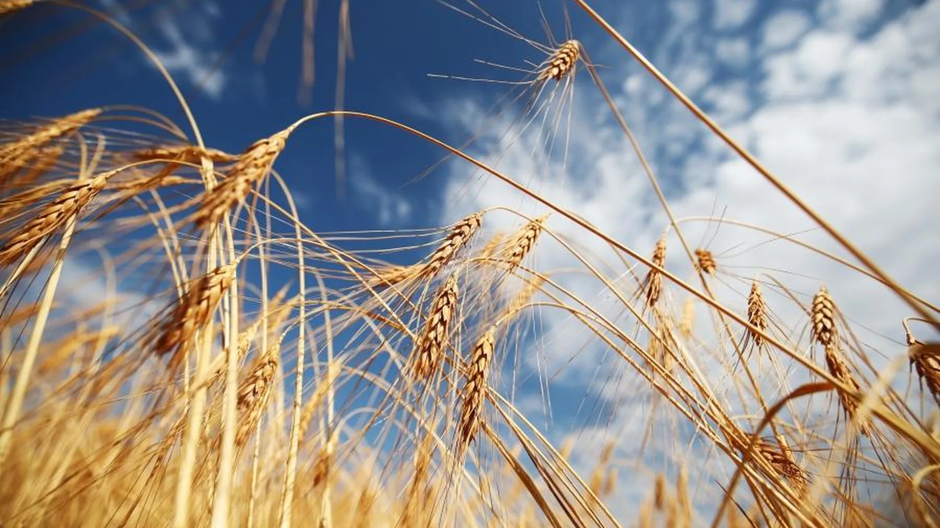 Экономист: отказ РФ экспортировать пшеницу Durum сказался на мировом рынке