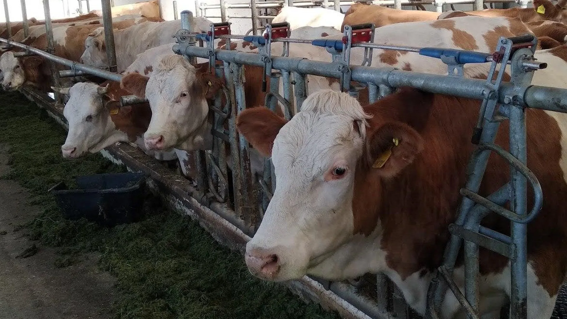 В Ступине провели конкурс по воспроизводству стад крупного рогатого скота