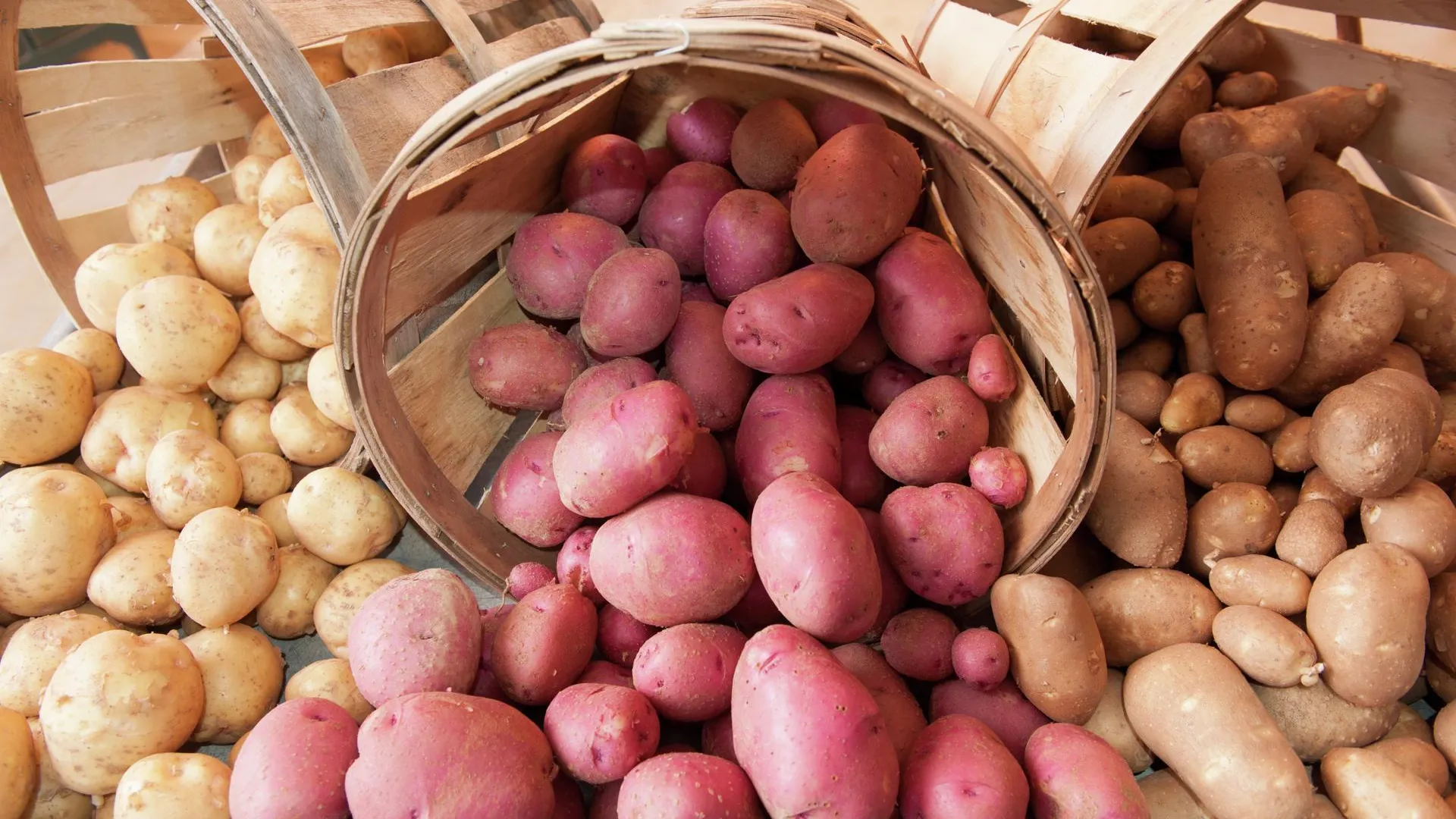 Как вырастить дорогой сорт картофеля и не разориться