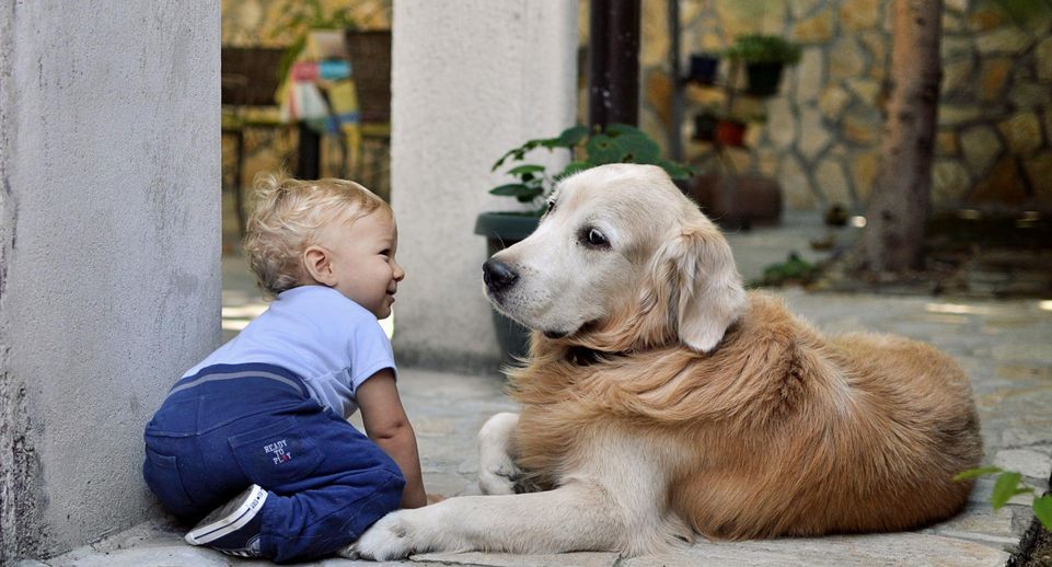 Кинолог Голубев: не нужно насильно добиваться дружбы ребенка и собаки