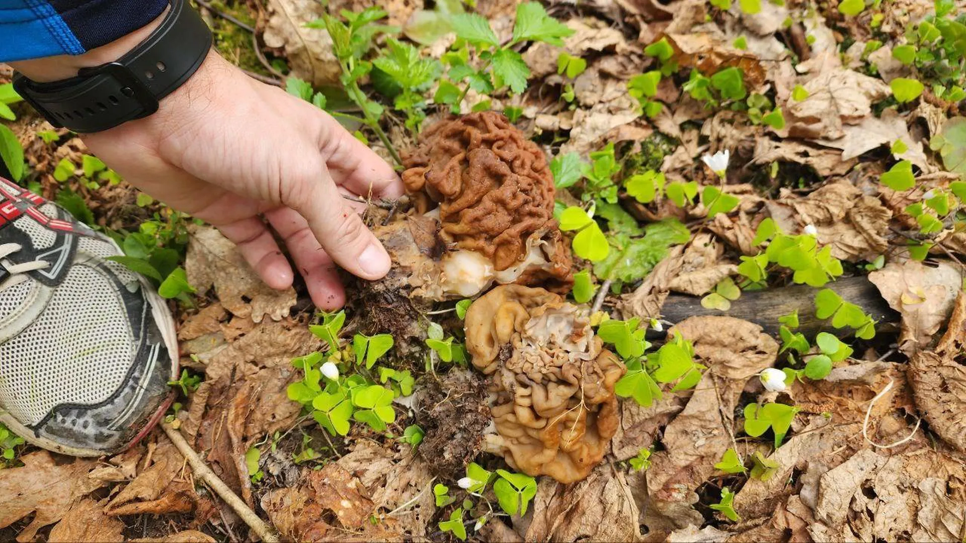 В лесах Подмосковья начался грибной сезон