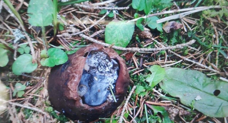 В Подмосковье нашли новое место произрастания редчайшего гриба