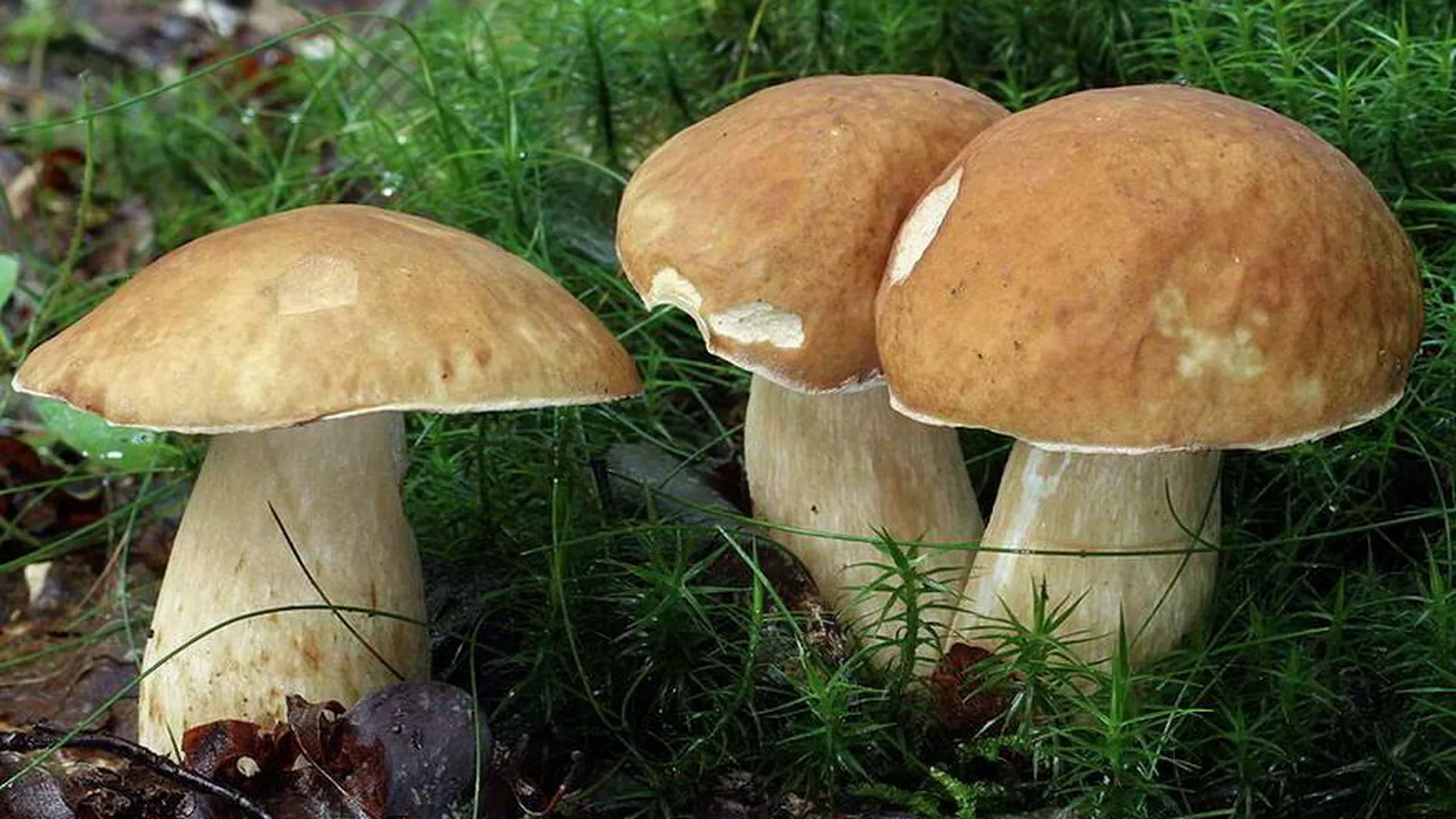Первые белые и лисички: где пошли грибы в Подмосковье летом 2018