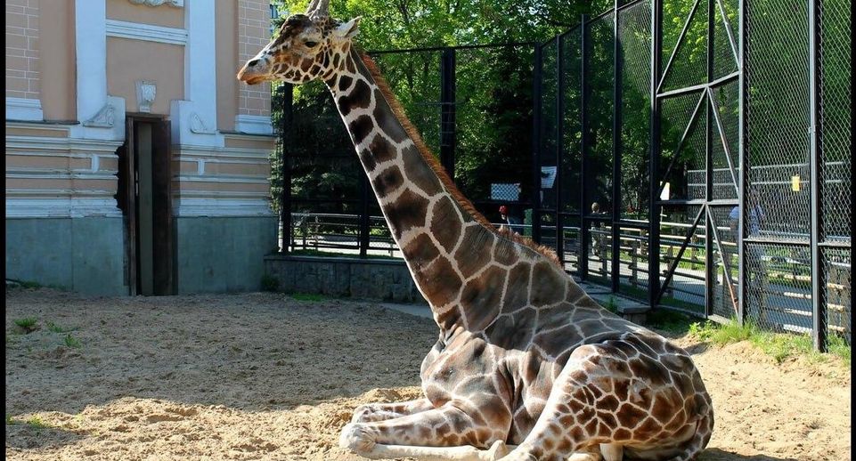 В Московском зоопарке скончался 30-летний жираф Самсон