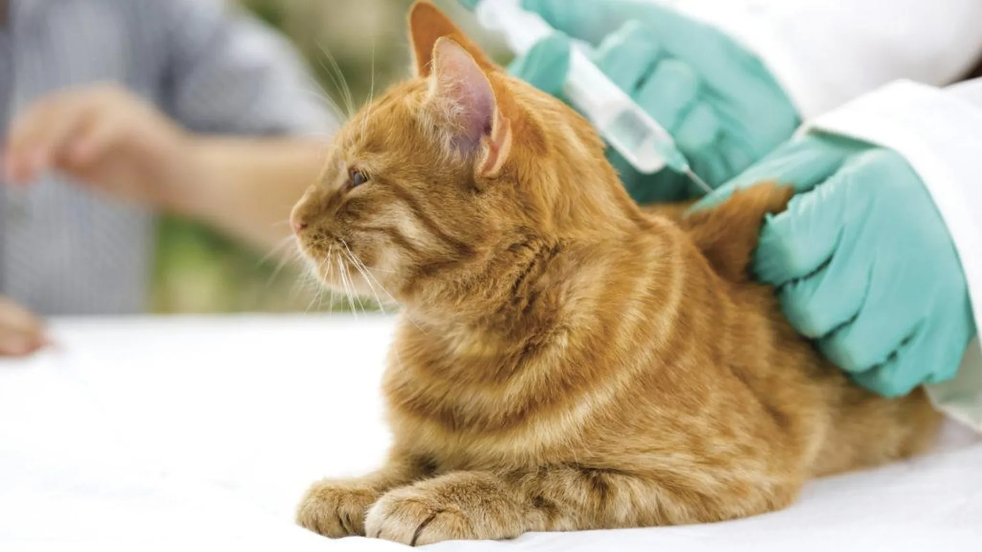 Владельцы домашних животных Люберец могут вакцинировать их от бешенства 28 февраля