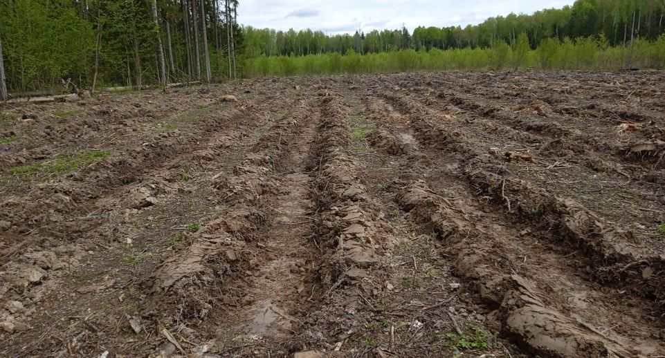 Под посадку деревьев подготовлено более 10 гектаров почвы в Наро-Фоминском округе