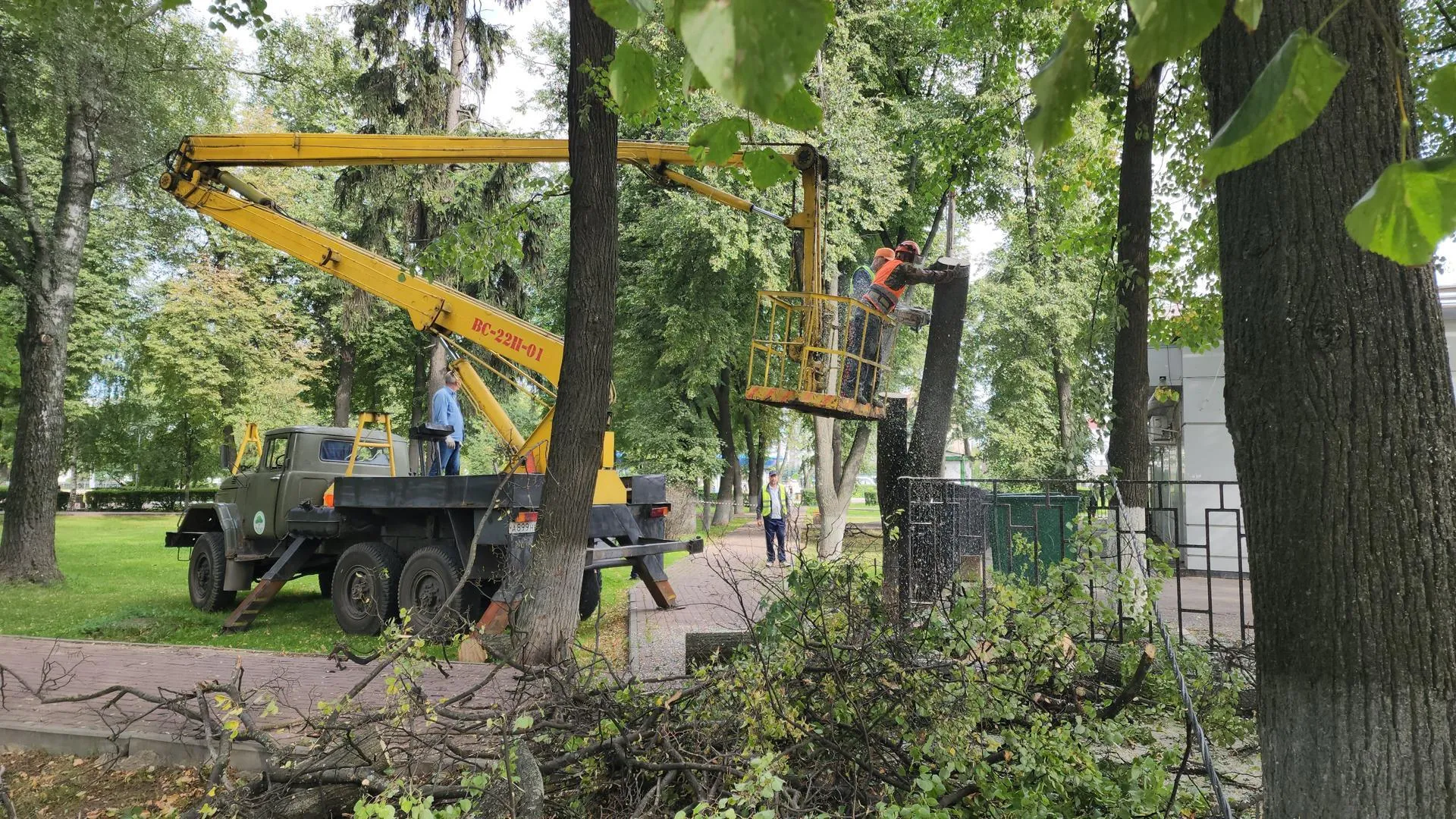В центре Подольска по просьбе жителей спилили аварийное дерево