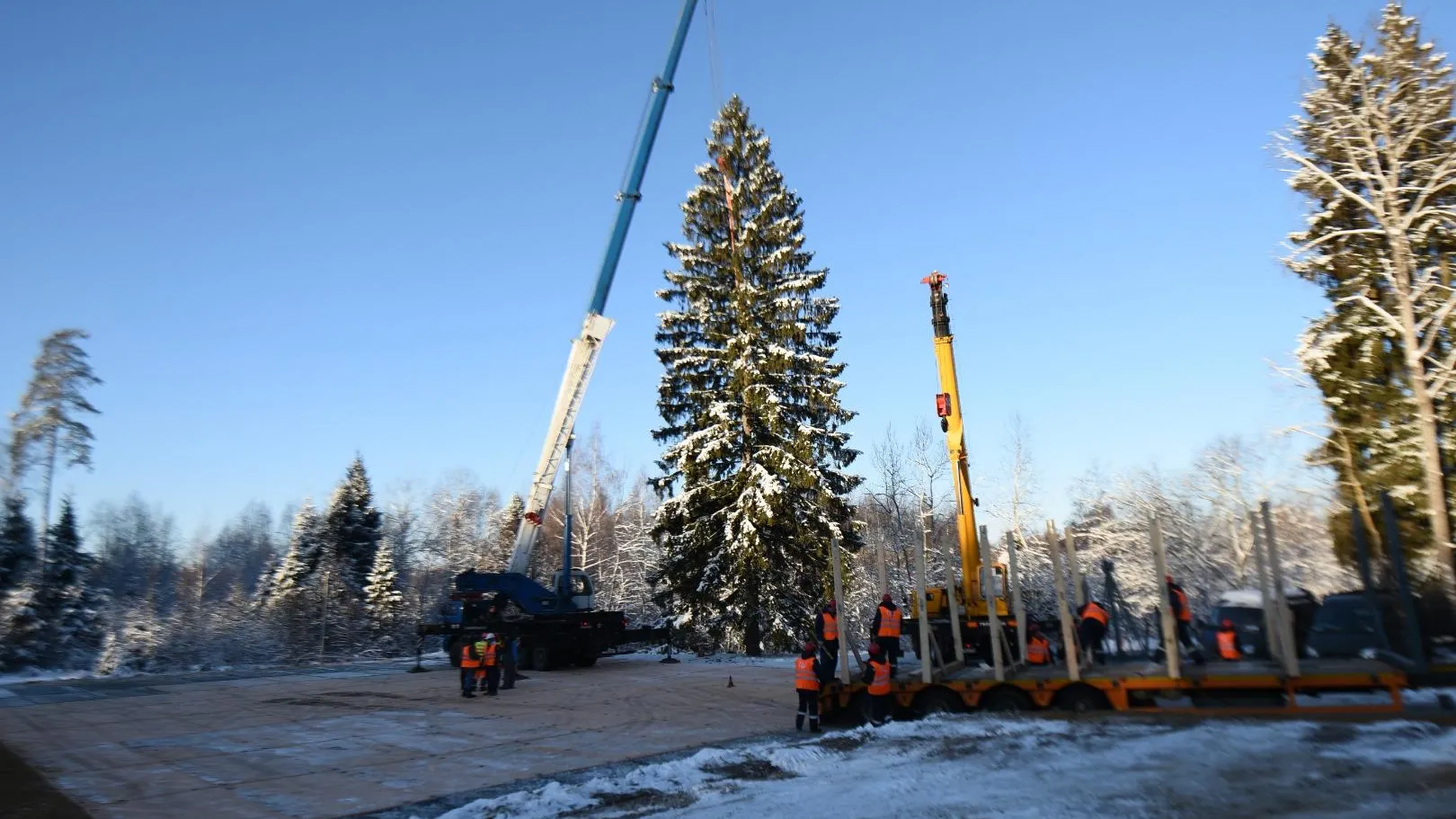 Главную ель страны срубили в Щелковском районе