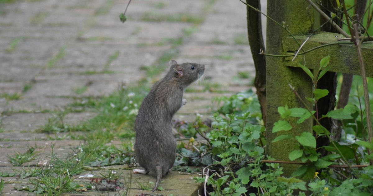 Rats as Big as Cats Appear in Birmingham - News Directory 3