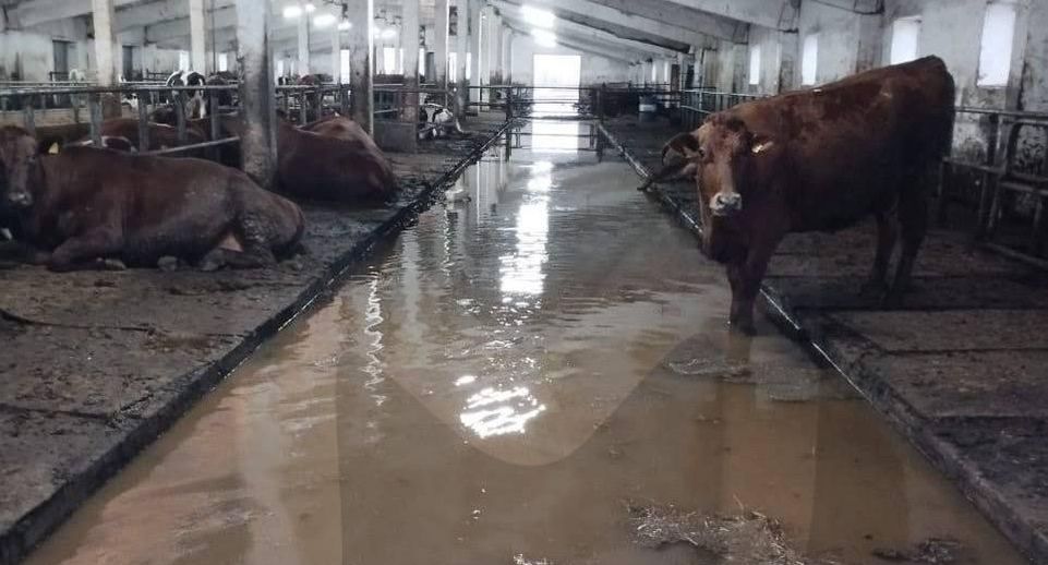 Mash: ферму с тысячей коров затапливает в Оренбургской области