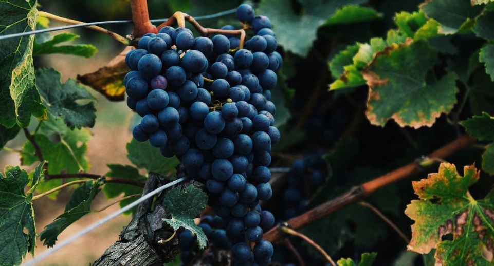 Россиянам посоветовали хранить виноград в темном и прохладном месте