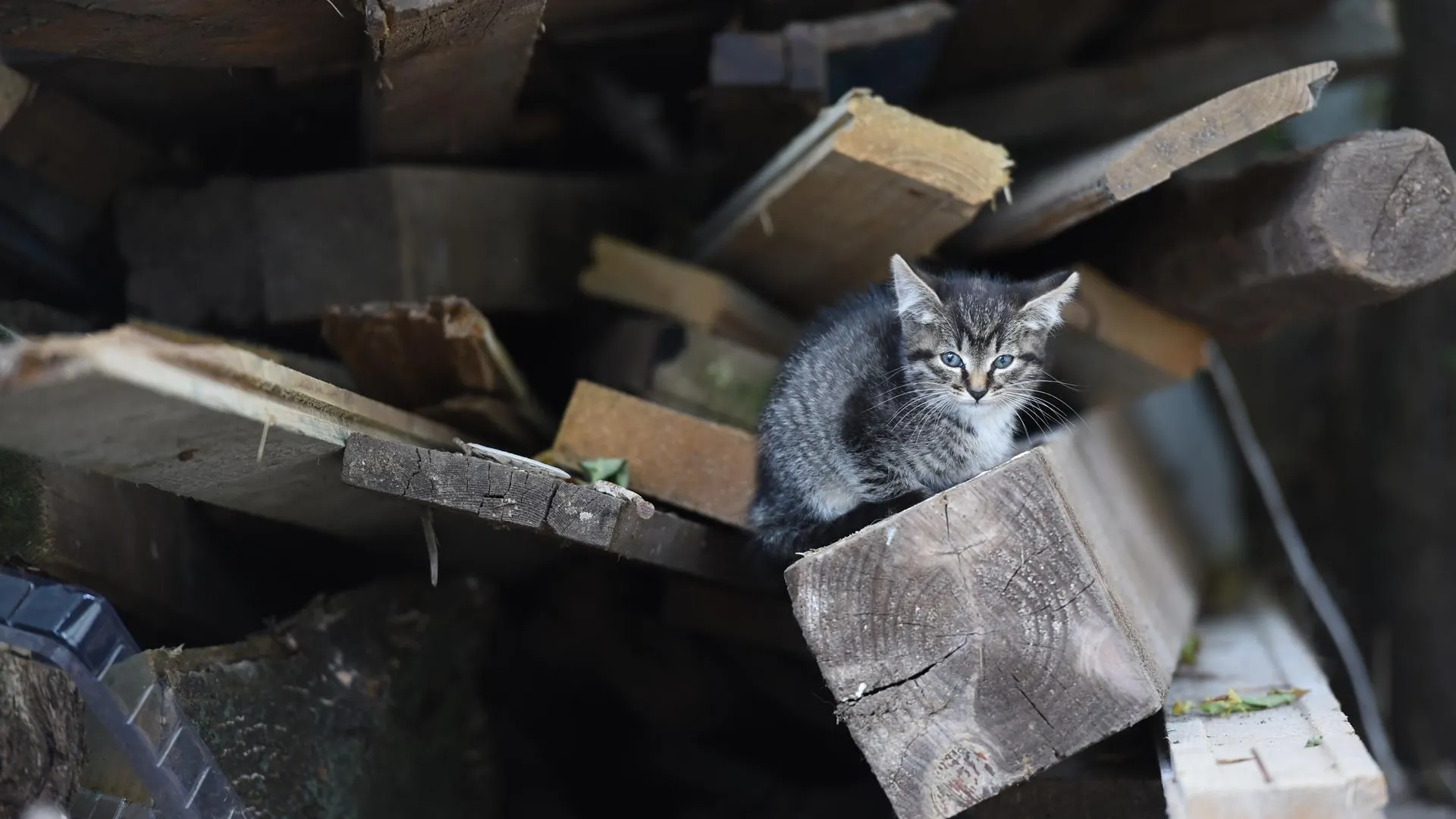 Нижегородцы приютят бездомных котов из Донбасса