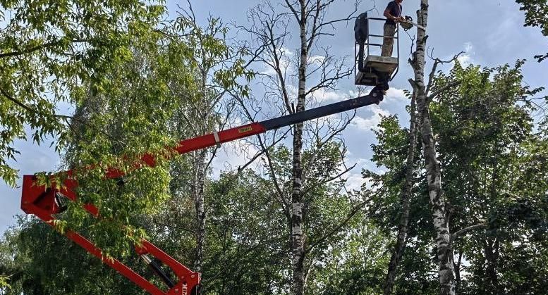 С начала лета в Подмосковье устранили 930 аварийных деревьев во дворах