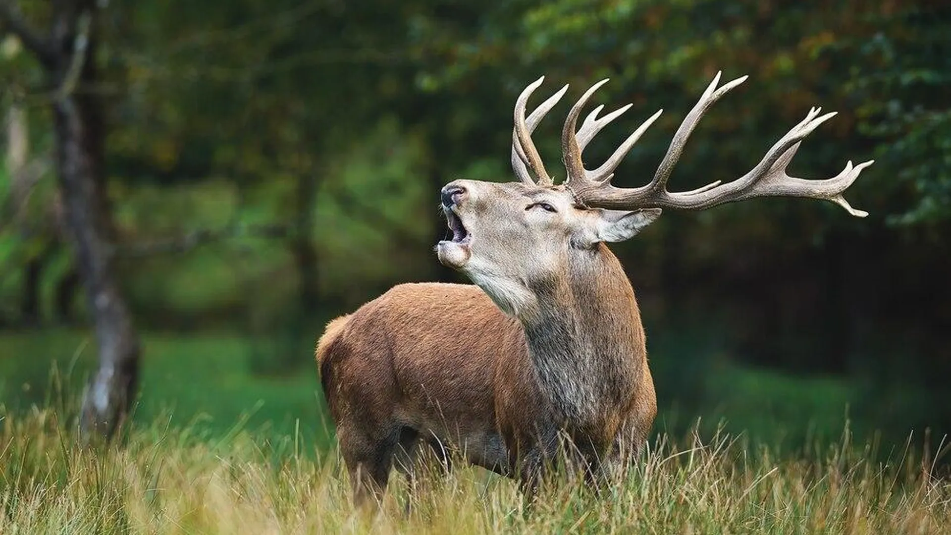 Охотнадзор выявил нарушение сроков охоты на благородного оленя в Лотошине