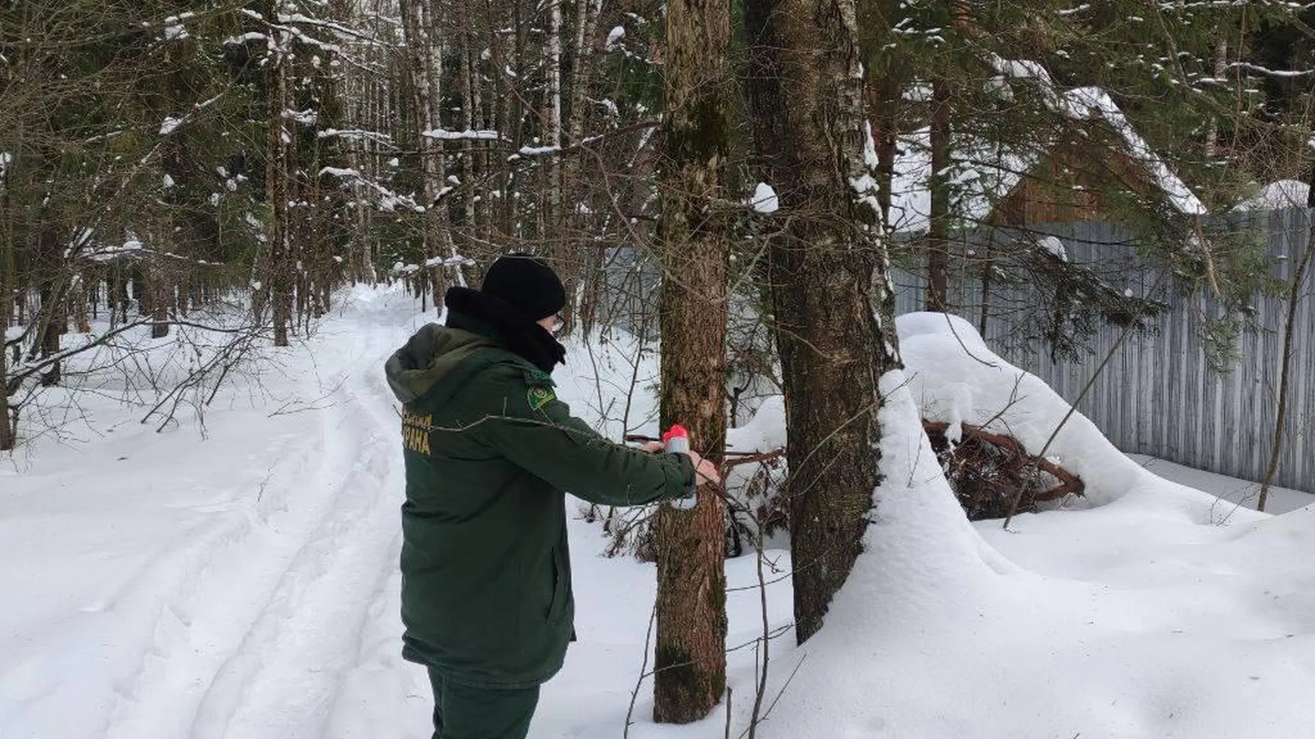 В Подмосковье проверили состояние деревьев на границе лесфонда с ДПК «Красный Воин»