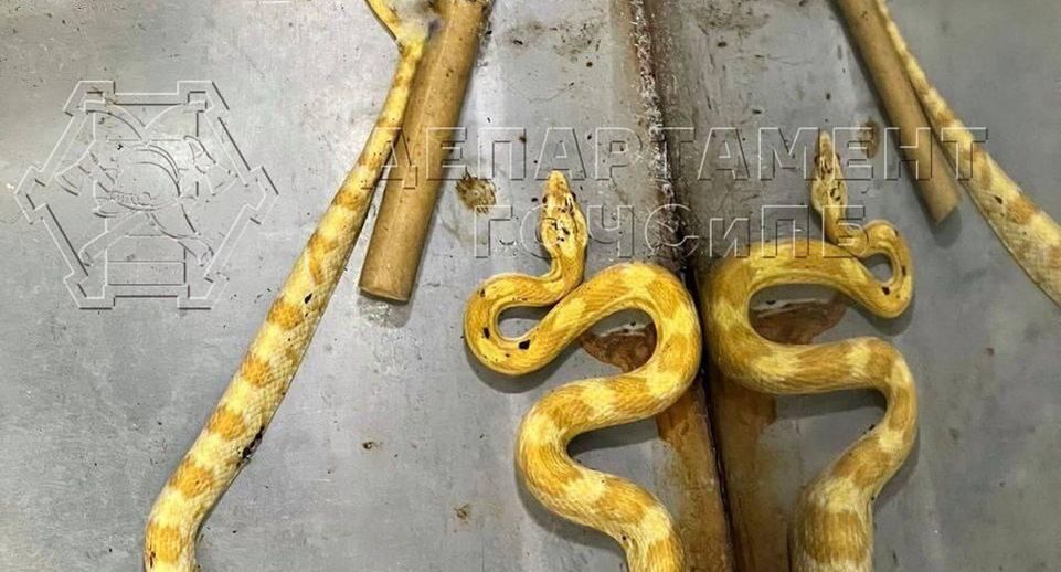 Спасатели поймали большую оранжевую змею на улице в Москве