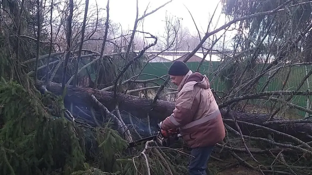 В Подмосковье рассказали, куда обращаться, если на автомобиль упало дерево