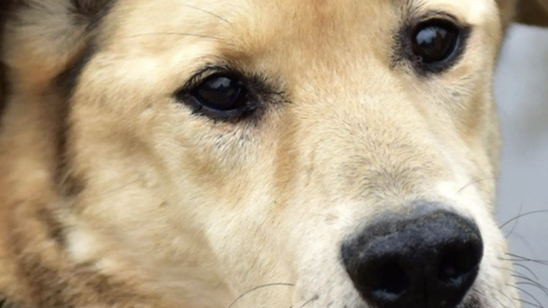 В Химках 1 мая проведут благотворительную акцию в поддержку животных из приютов