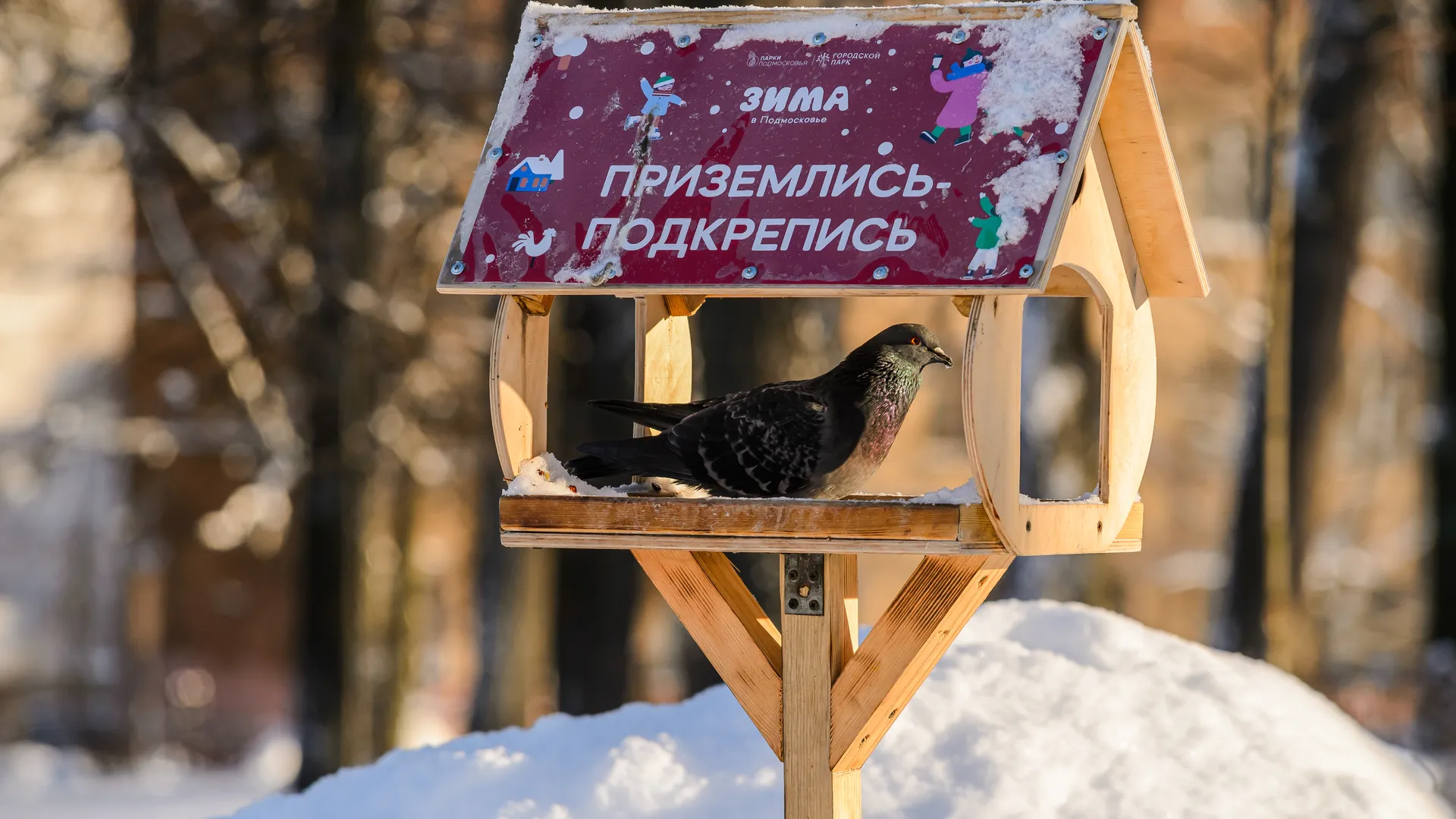 В рамках нормы: орнитолог рассказал о влиянии теплой зимы на птиц